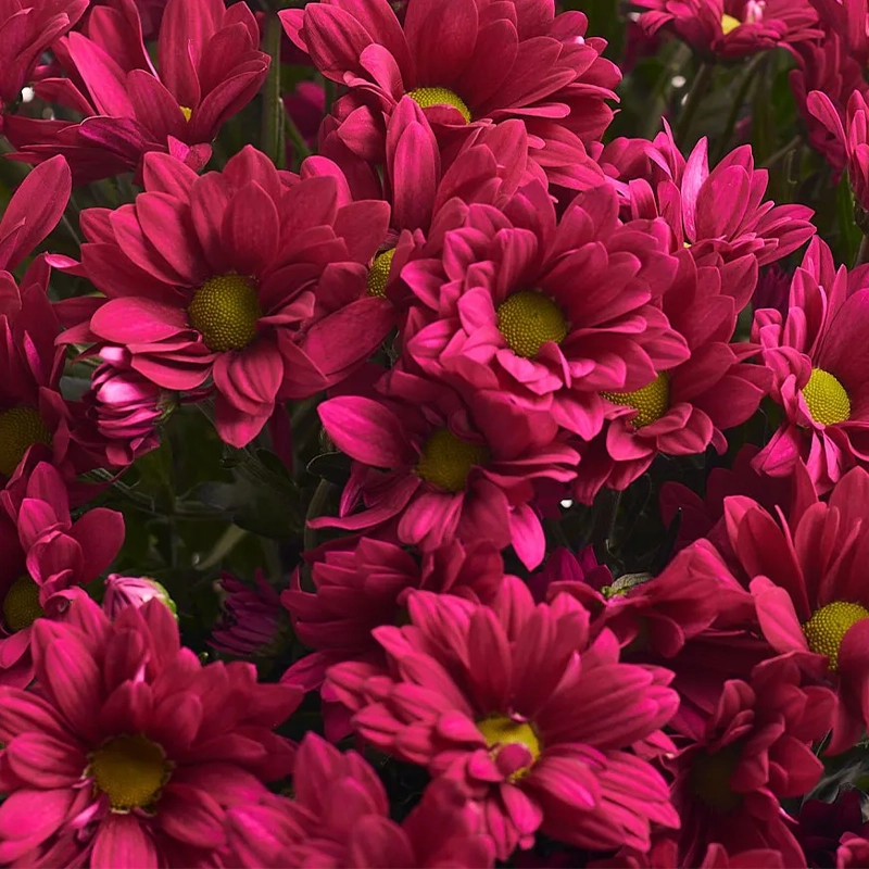 Букет из 15 красных кустовых хризантем